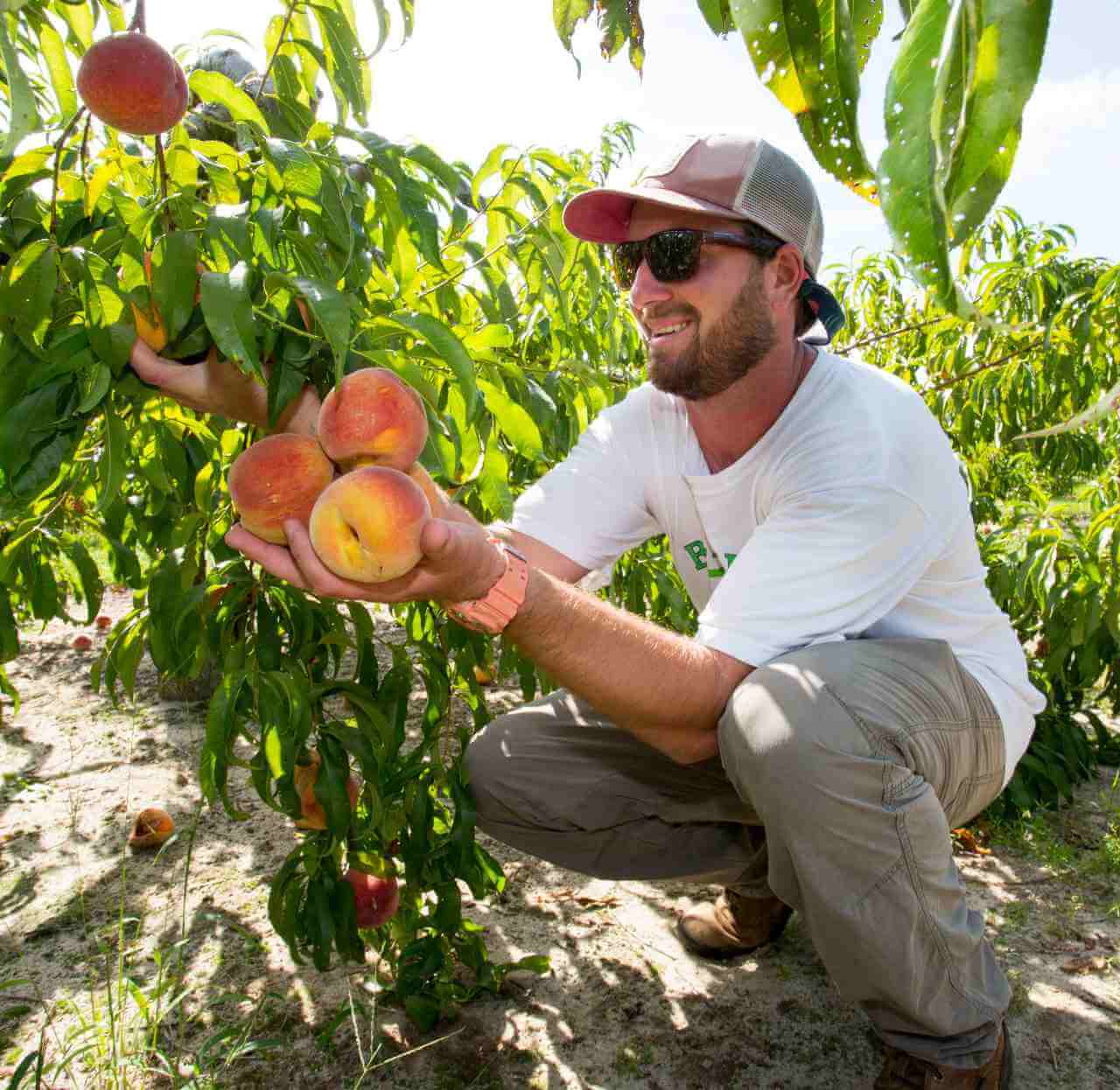 Bennett Orchards - Pick Your Own Bennett Peaches